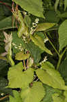 Fringed black bindweed